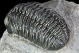 Detailed Morocops Trilobite - Exellent Facets #87582-4